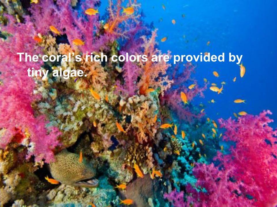 The coral’s rich colors are provided by tiny algae.