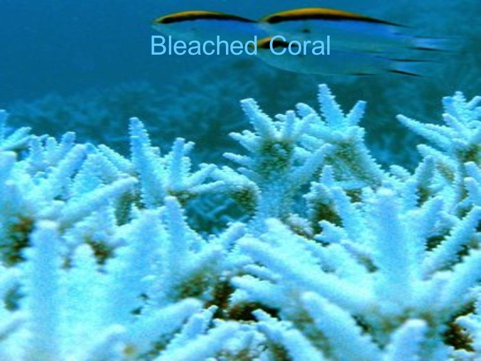 Bleached Coral