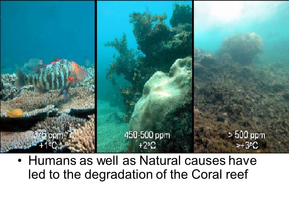 Humans as well as Natural causes have led to the degradation of the Coral reef