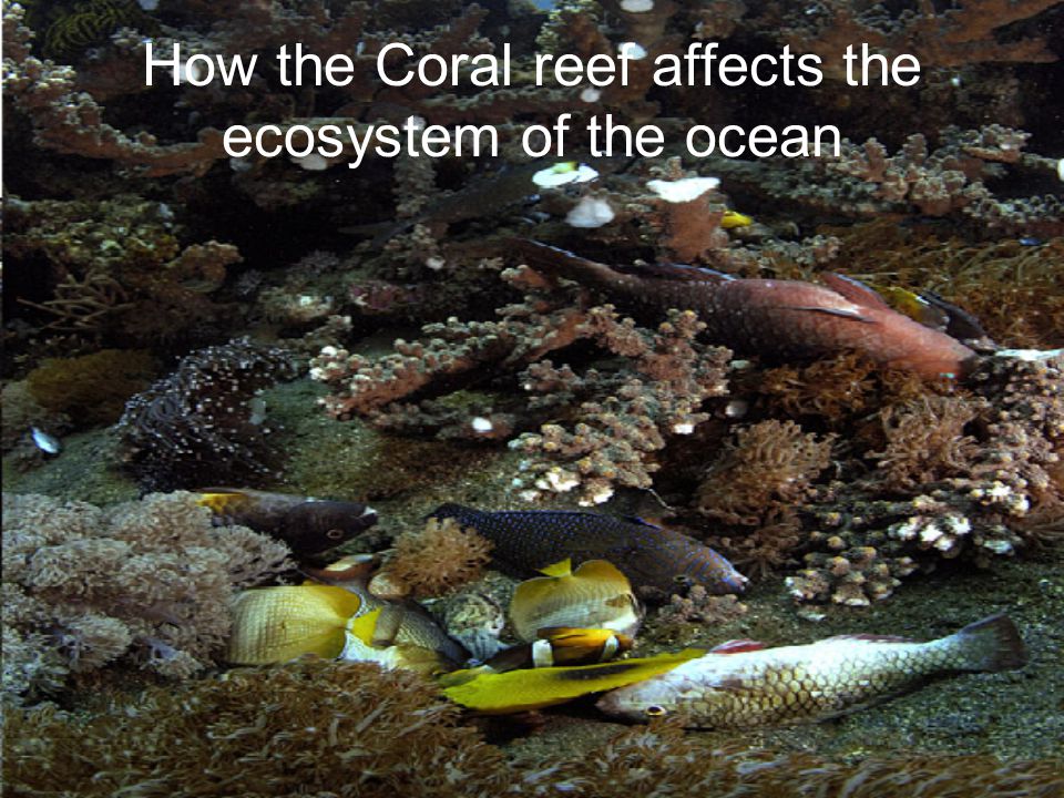 How the Coral reef affects the ecosystem of the ocean