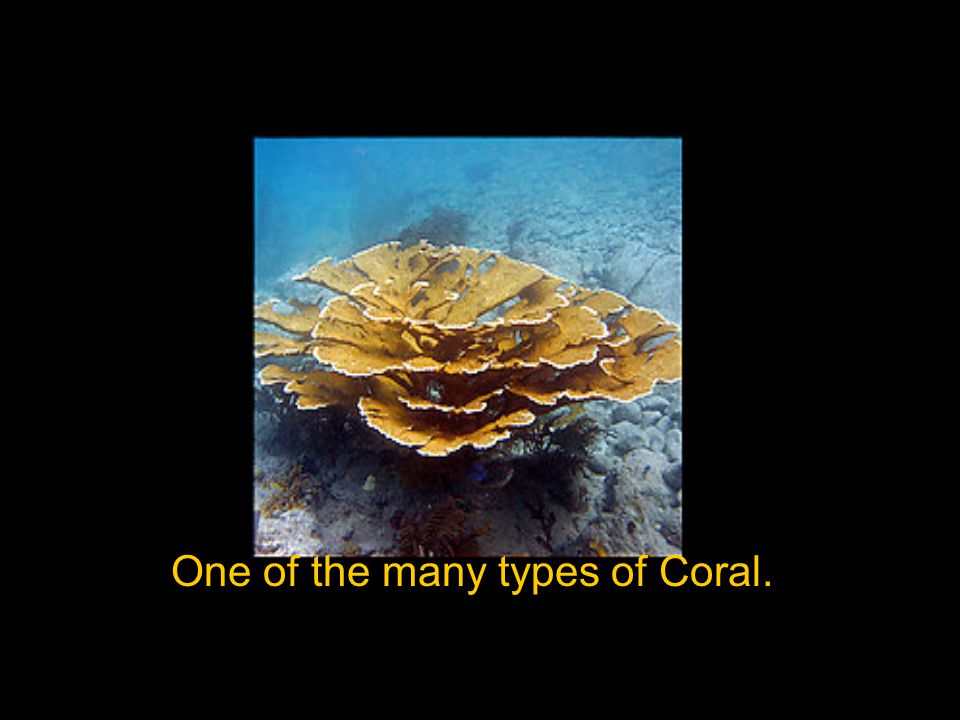 One of the many types of Coral.