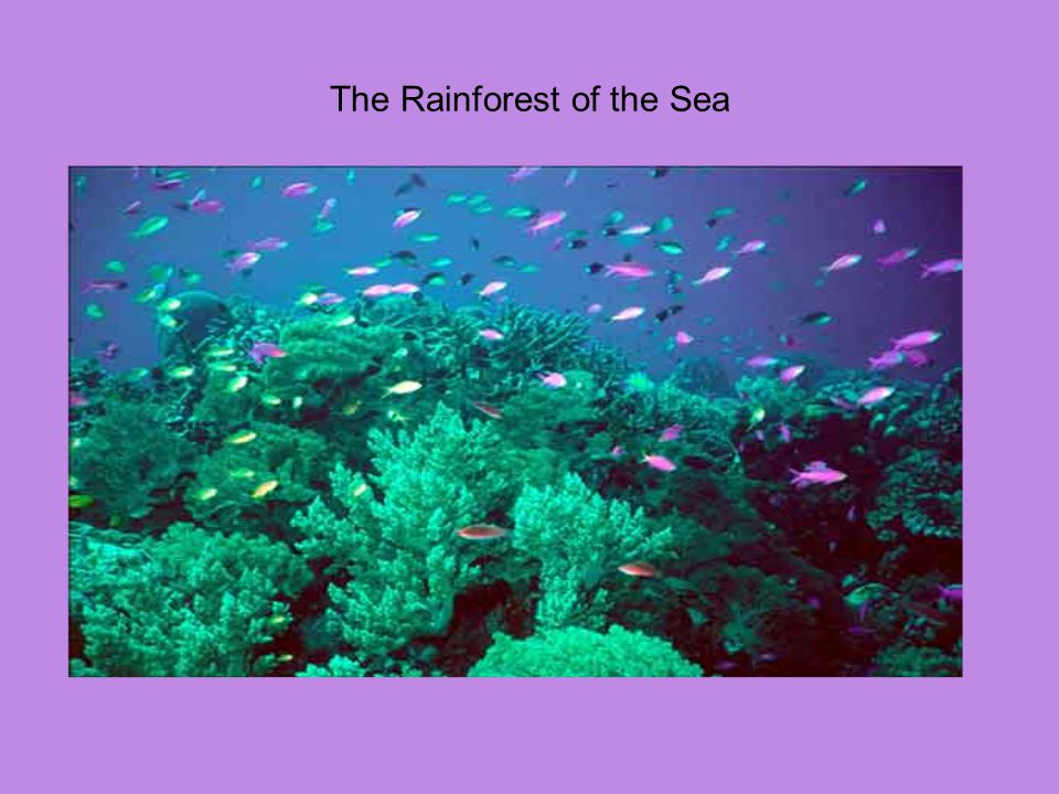 The Rainforest of the Sea