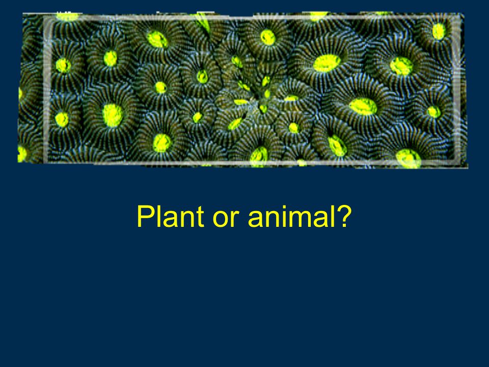 Plant or animal