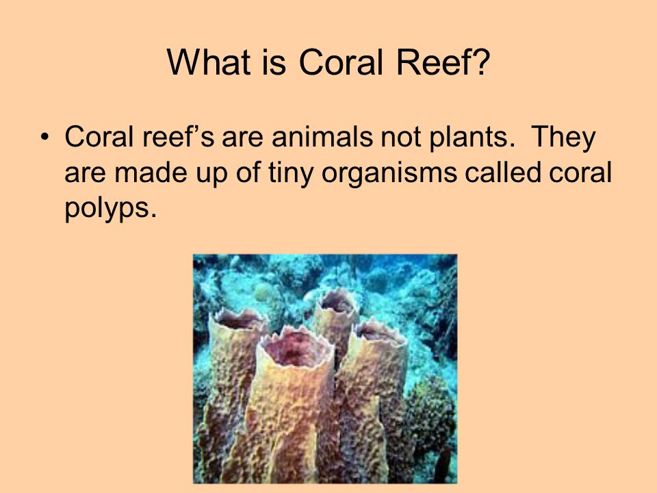 What is Coral Reef. Coral reef’s are animals not plants.