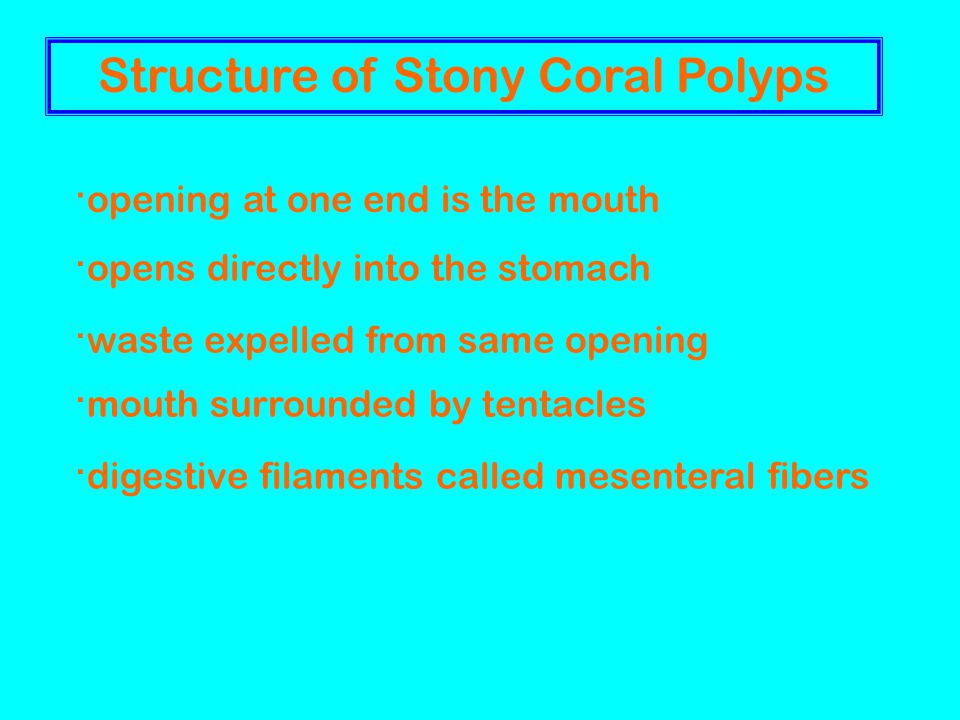 Structure of Stony Coral Polyps · opening at one end is the mouth · opens directly into the stomach · mouth surrounded by tentacles · digestive filaments called mesenteral fibers · waste expelled from same opening