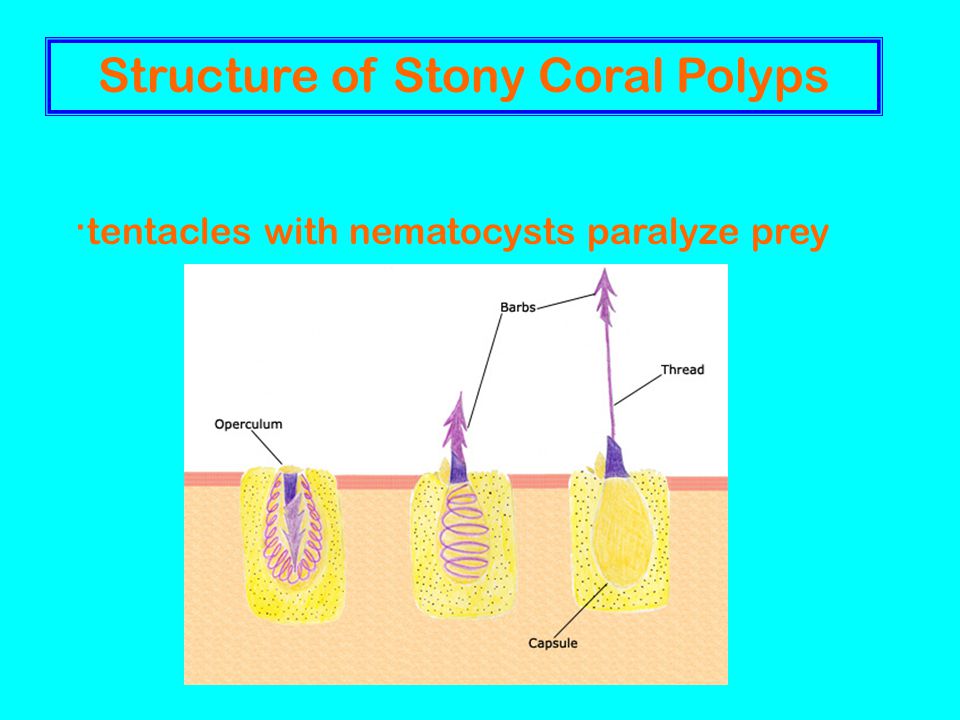 Structure of Stony Coral Polyps · tentacles with nematocysts paralyze prey