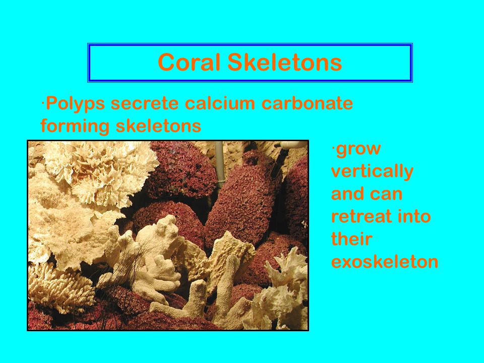 Coral Skeletons ·Polyps secrete calcium carbonate forming skeletons ·grow vertically and can retreat into their exoskeleton