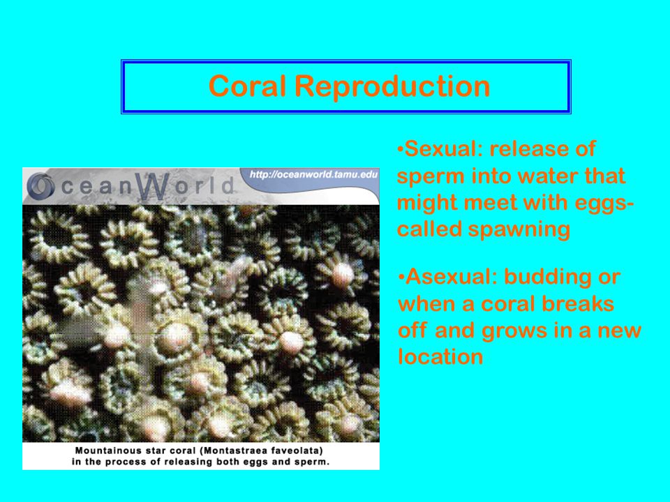 Coral Reproduction Sexual: release of sperm into water that might meet with eggs- called spawning Asexual: budding or when a coral breaks off and grows in a new location