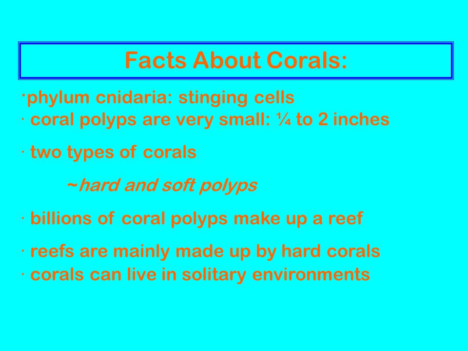 Facts About Corals: · coral polyps are very small: ¼ to 2 inches · two types of corals ~hard and soft polyps · billions of coral polyps make up a reef · reefs are mainly made up by hard corals · phylum cnidaria: stinging cells · corals can live in solitary environments