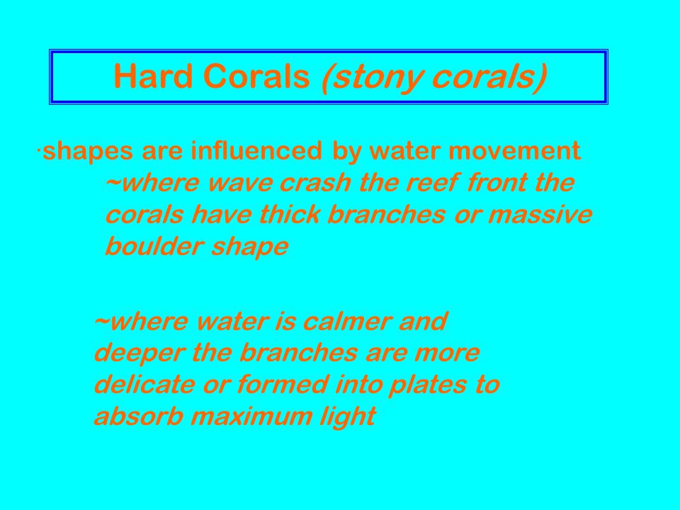 Hard Corals (stony corals) ~where water is calmer and deeper the branches are more delicate or formed into plates to absorb maximum light ·shapes are influenced by water movement ~where wave crash the reef front the corals have thick branches or massive boulder shape