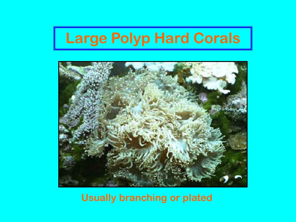 Large Polyp Hard Corals Usually branching or plated