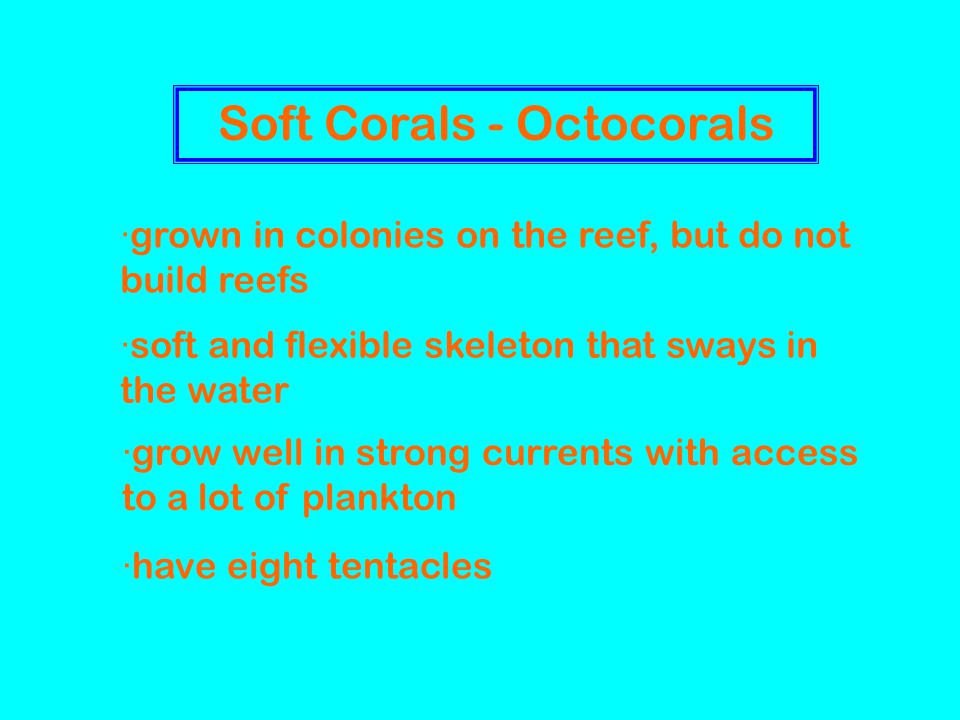Soft Corals - Octocorals ·grown in colonies on the reef, but do not build reefs ·soft and flexible skeleton that sways in the water ·grow well in strong currents with access to a lot of plankton ·have eight tentacles