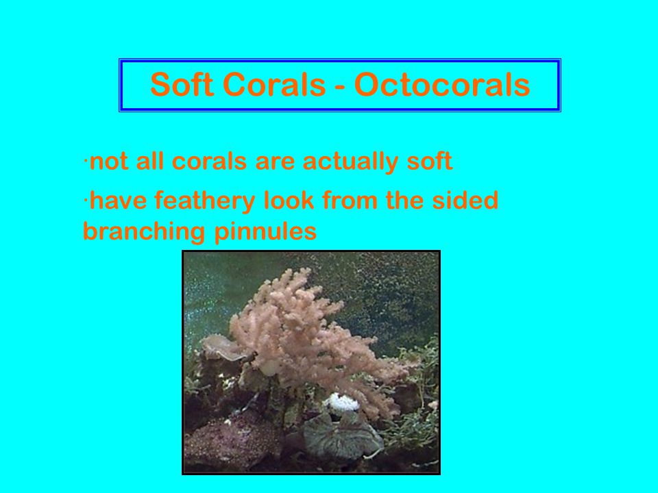Soft Corals - Octocorals ·not all corals are actually soft ·have feathery look from the sided branching pinnules