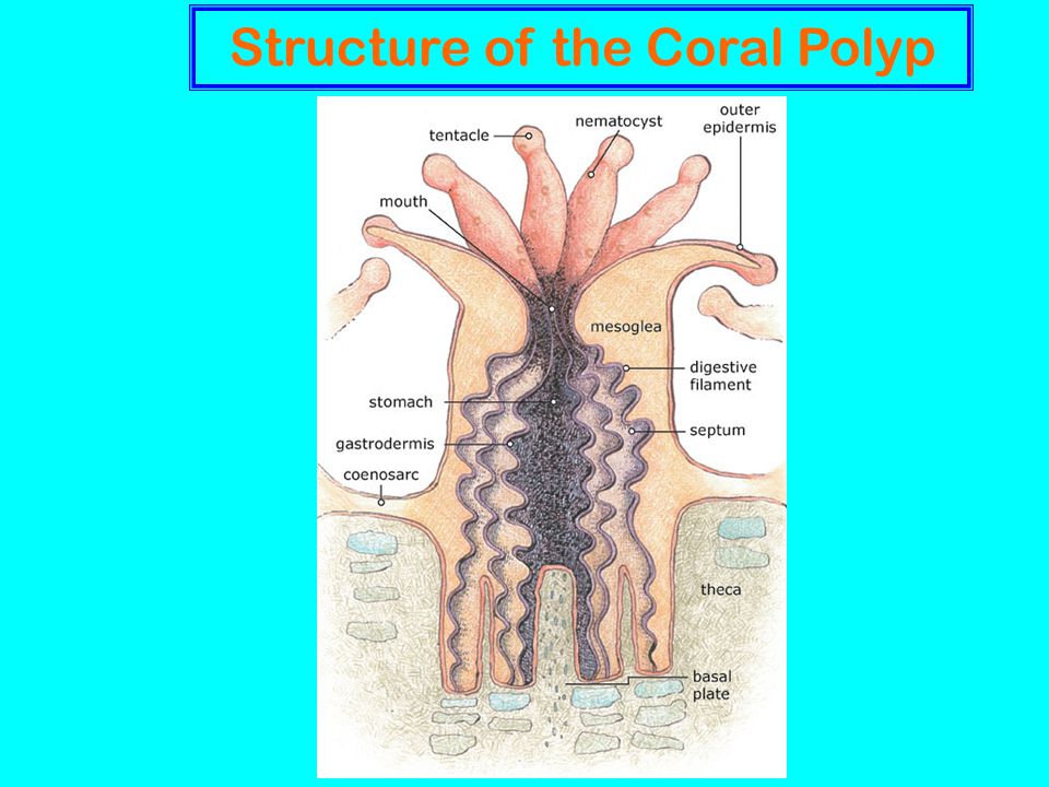 Structure of the Coral Polyp
