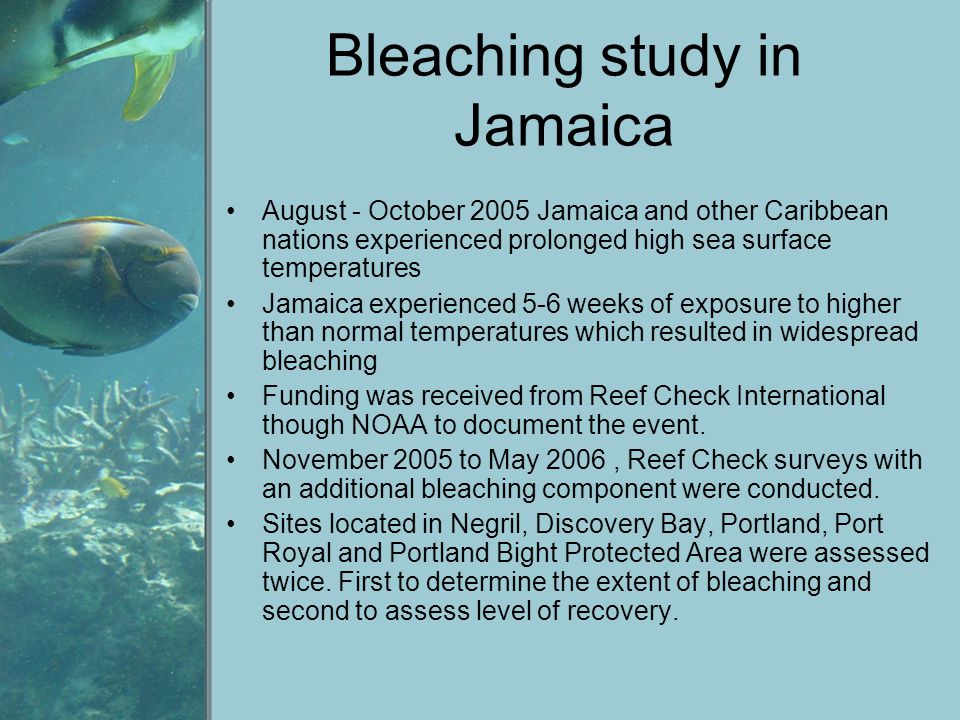 Bleaching study in Jamaica August - October 2005 Jamaica and other Caribbean nations experienced prolonged high sea surface temperatures Jamaica experienced 5-6 weeks of exposure to higher than normal temperatures which resulted in widespread bleaching Funding was received from Reef Check International though NOAA to document the event.