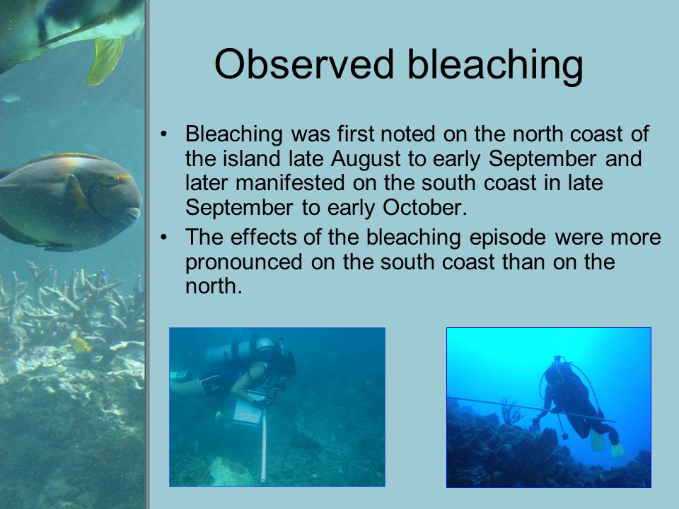 Observed bleaching Bleaching was first noted on the north coast of the island late August to early September and later manifested on the south coast in late September to early October.