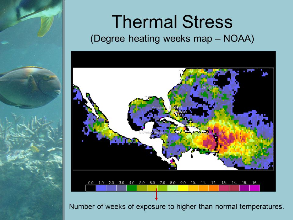Thermal Stress (Degree heating weeks map – NOAA) Number of weeks of exposure to higher than normal temperatures.