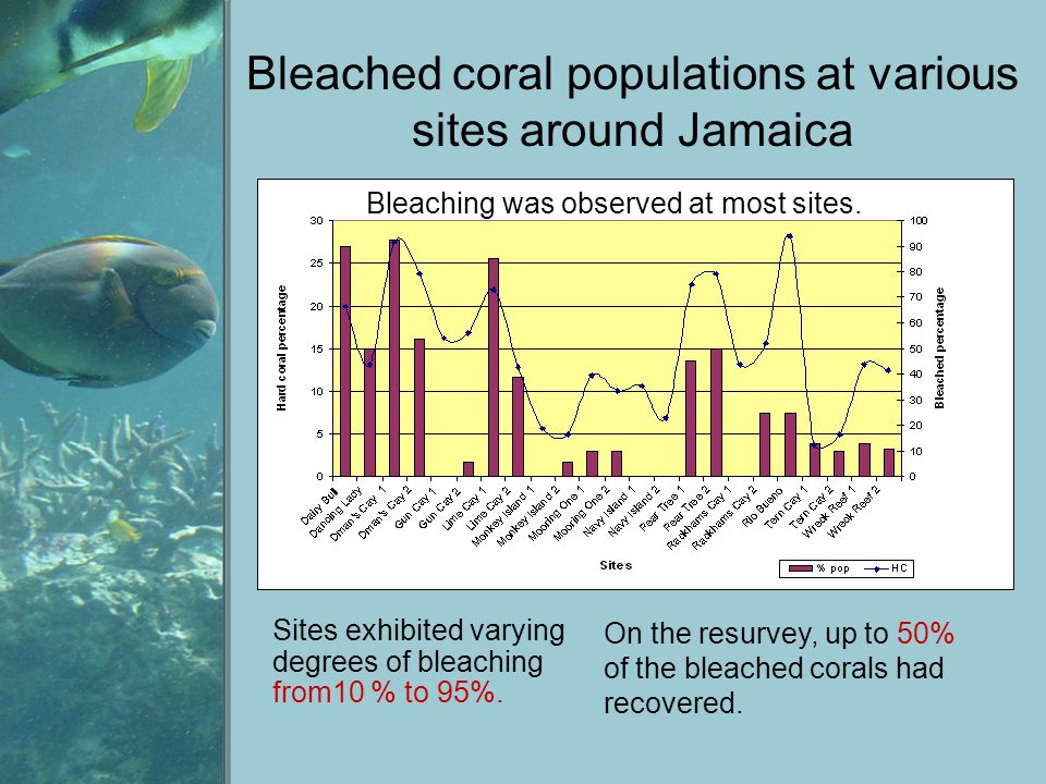 Bleached coral populations at various sites around Jamaica Bleaching was observed at most sites.