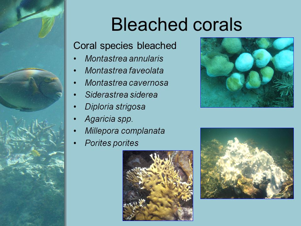 Bleached corals Coral species bleached Montastrea annularis Montastrea faveolata Montastrea cavernosa Siderastrea siderea Diploria strigosa Agaricia spp.