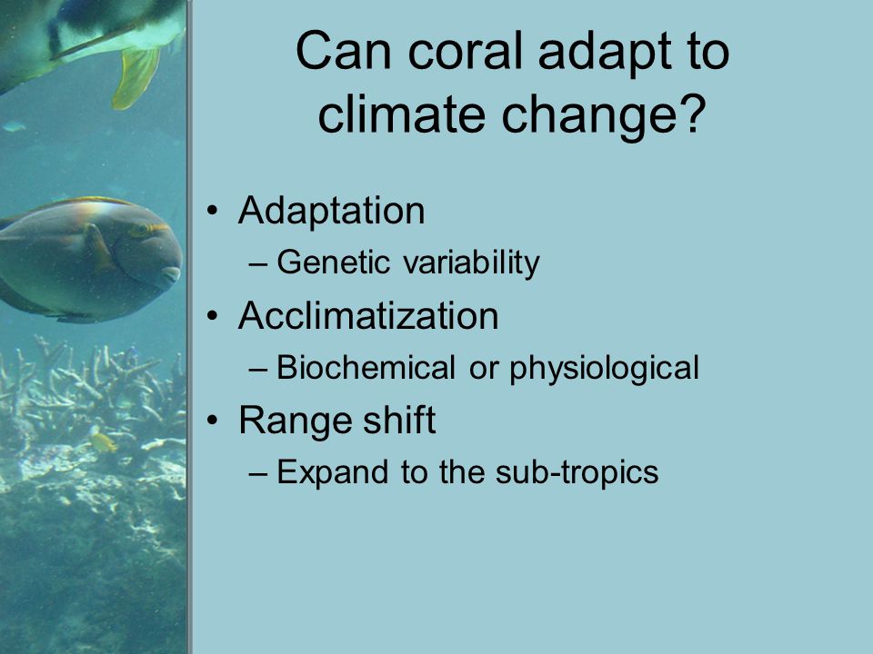 Can coral adapt to climate change.