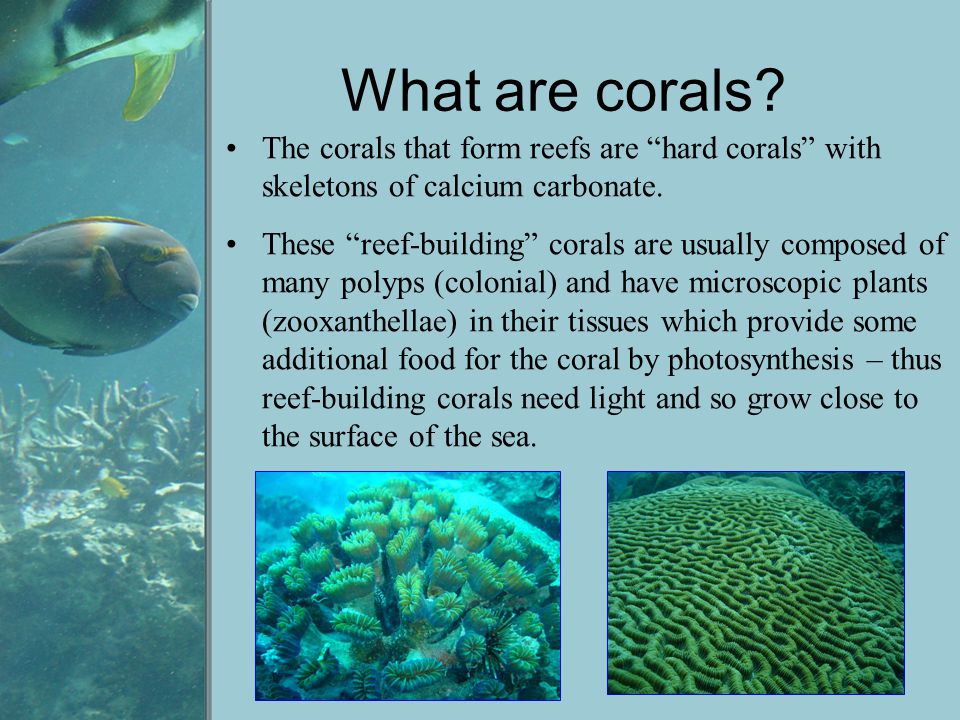 What are corals. The corals that form reefs are hard corals with skeletons of calcium carbonate.