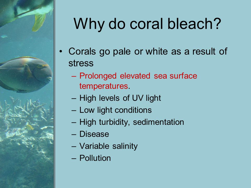 Why do coral bleach.