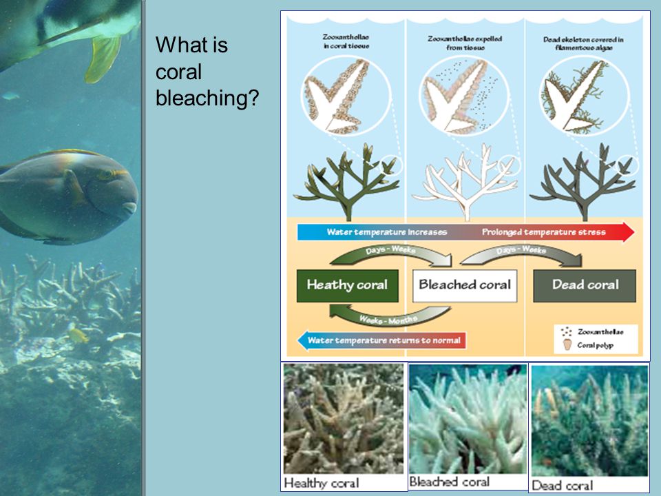What is coral bleaching