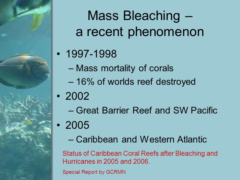 Mass Bleaching – a recent phenomenon –Mass mortality of corals –16% of worlds reef destroyed 2002 –Great Barrier Reef and SW Pacific 2005 –Caribbean and Western Atlantic Status of Caribbean Coral Reefs after Bleaching and Hurricanes in 2005 and 2006.