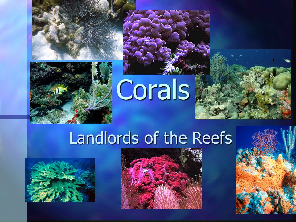 Corals Landlords of the Reefs