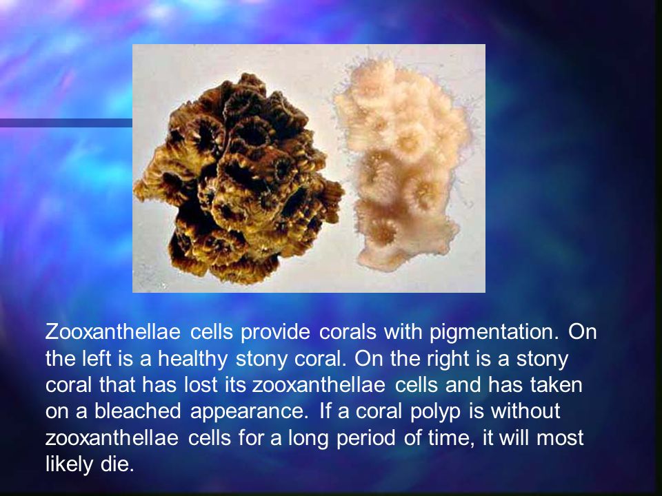 Zooxanthellae cells provide corals with pigmentation.