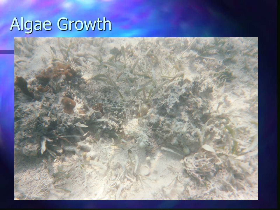 Algae Growth