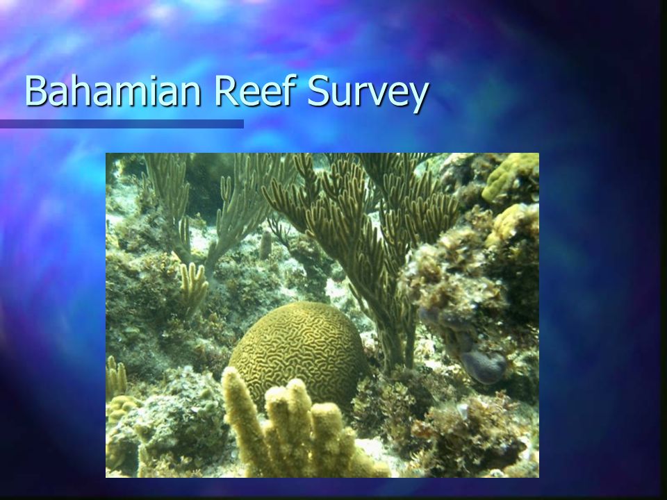 Bahamian Reef Survey