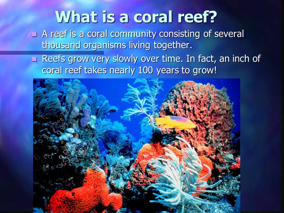 What is a coral reef. What is a coral reef.