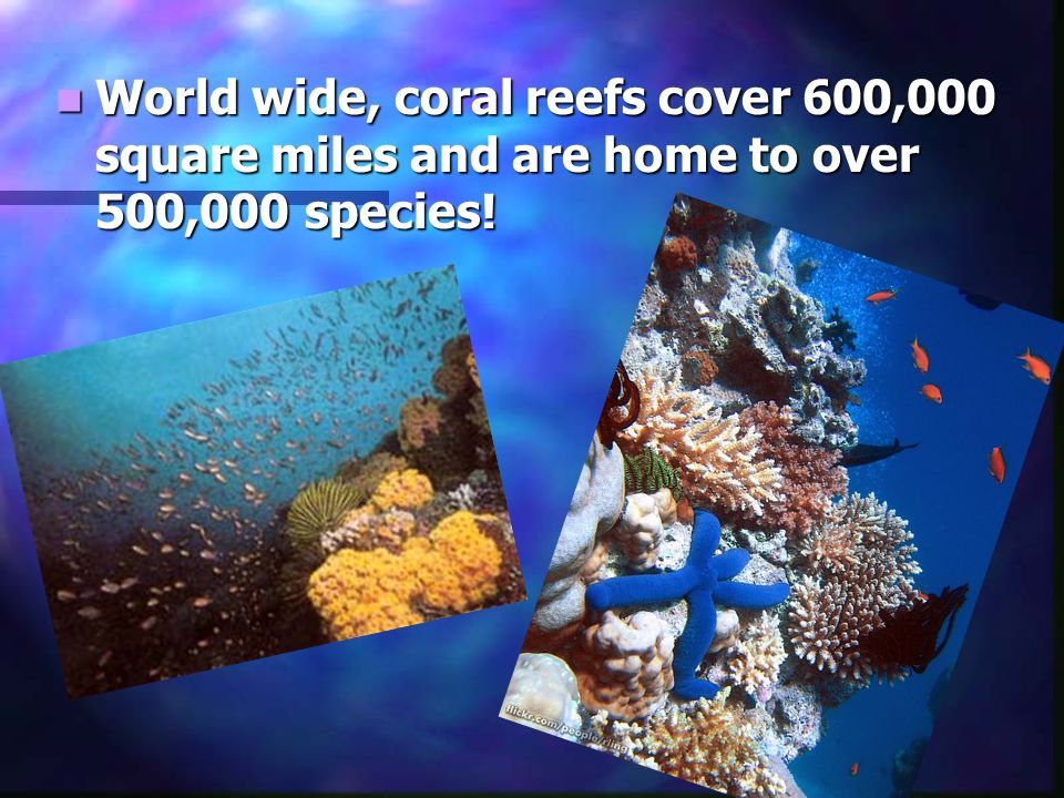 World wide, coral reefs cover 600,000 square miles and are home to over 500,000 species.