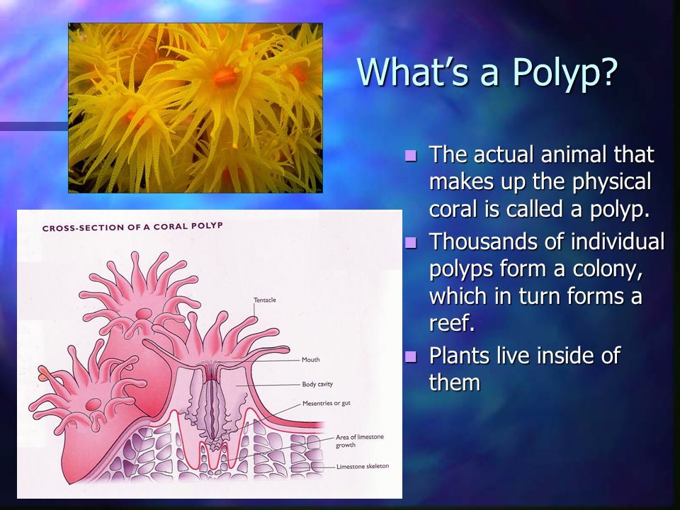 What’s a Polyp. The actual animal that makes up the physical coral is called a polyp.
