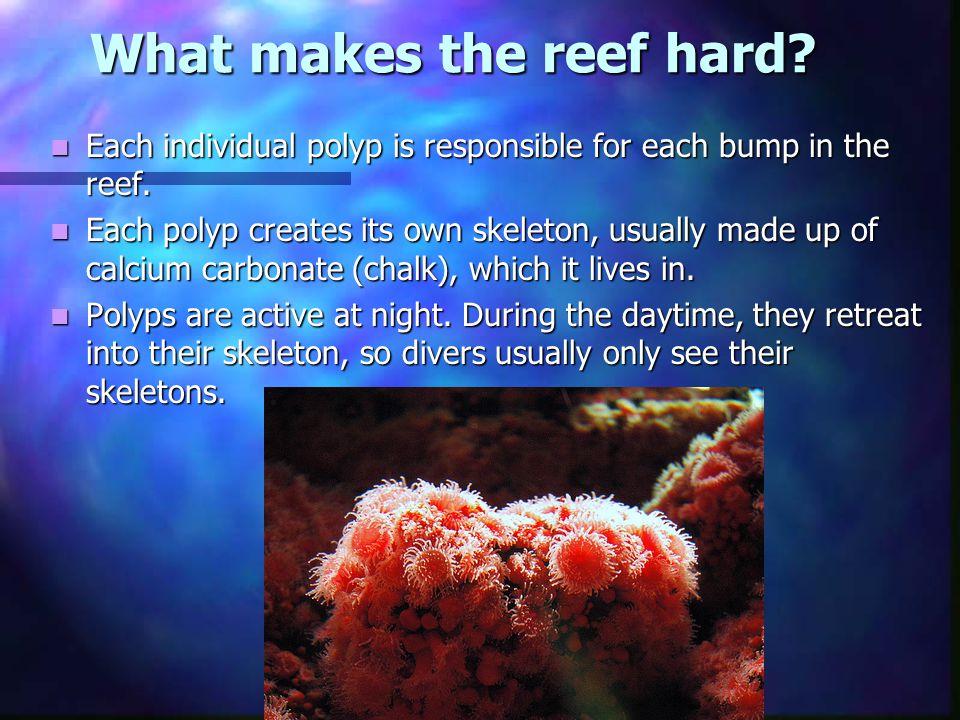What makes the reef hard. Each individual polyp is responsible for each bump in the reef.