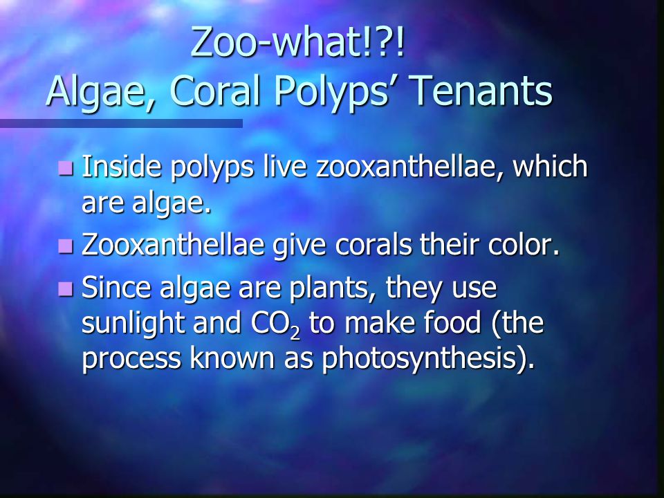 Zoo-what! . Algae, Coral Polyps’ Tenants Inside polyps live zooxanthellae, which are algae.