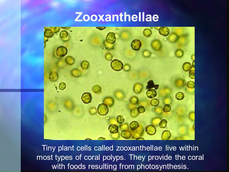 Zooxanthellae Tiny plant cells called zooxanthellae live within most types of coral polyps.