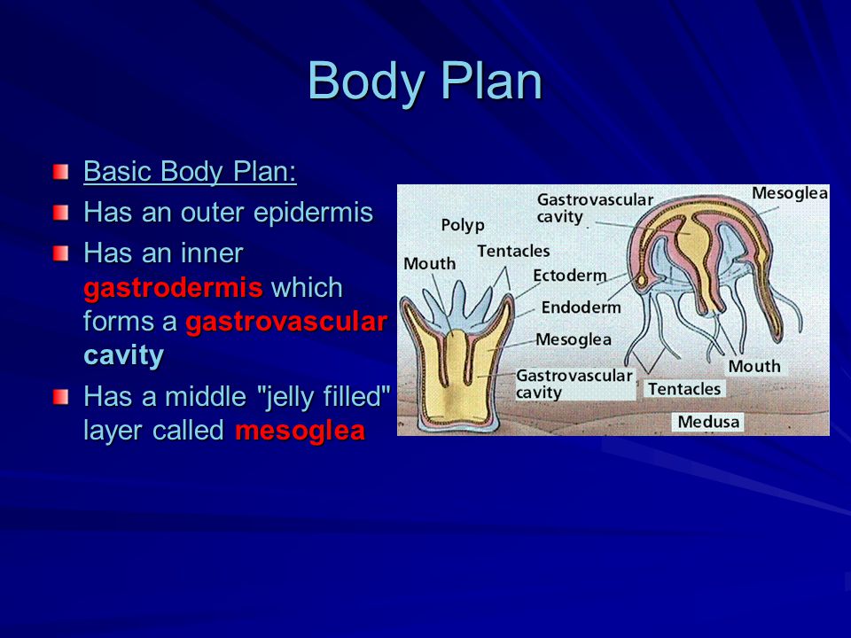 Body Plan Basic Body Plan: Has an outer epidermis Has an inner gastrodermis which forms a gastrovascular cavity Has a middle jelly filled layer called mesoglea