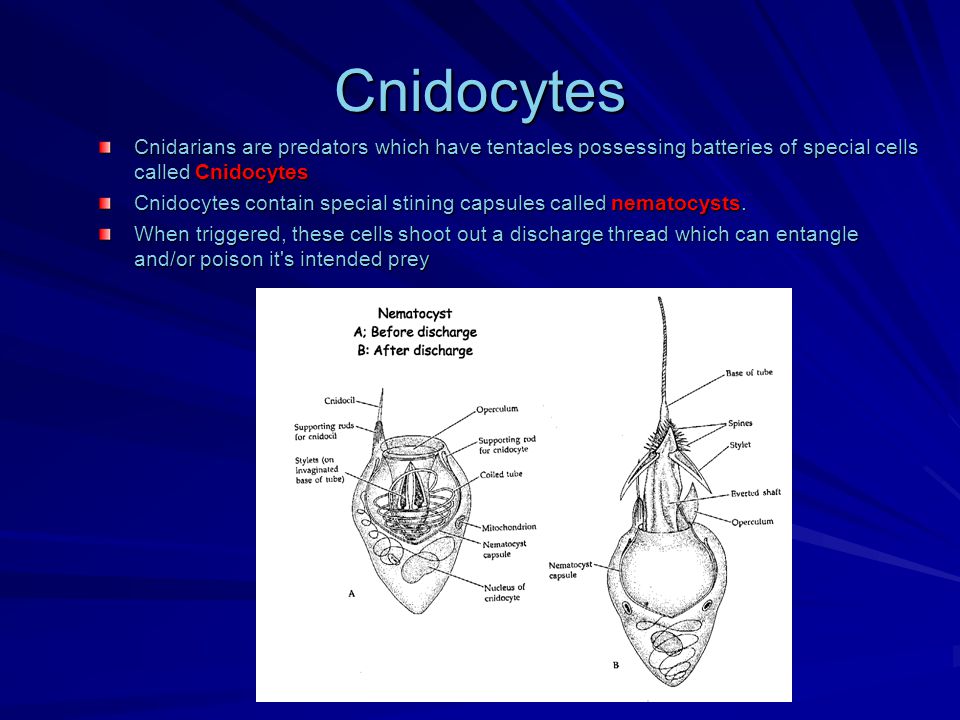 Cnidocytes Cnidarians are predators which have tentacles possessing batteries of special cells called Cnidocytes Cnidocytes contain special stining capsules called nematocysts.