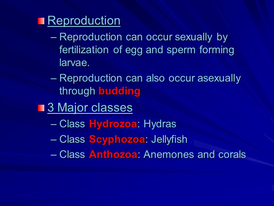 Reproduction –Reproduction can occur sexually by fertilization of egg and sperm forming larvae.