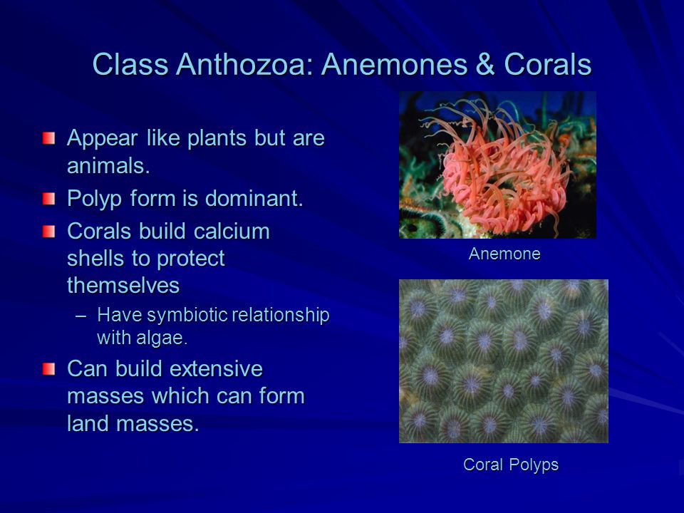 Class Anthozoa: Anemones & Corals Appear like plants but are animals.
