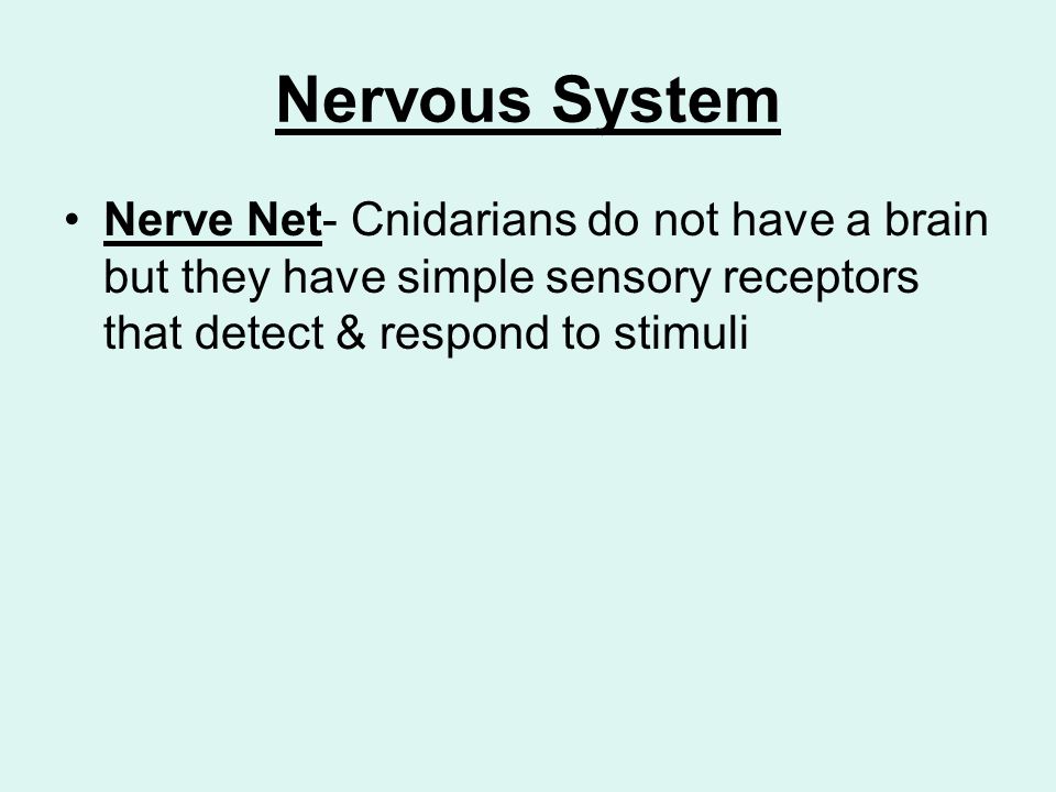 Nervous System Nerve Net- Cnidarians do not have a brain but they have simple sensory receptors that detect & respond to stimuli