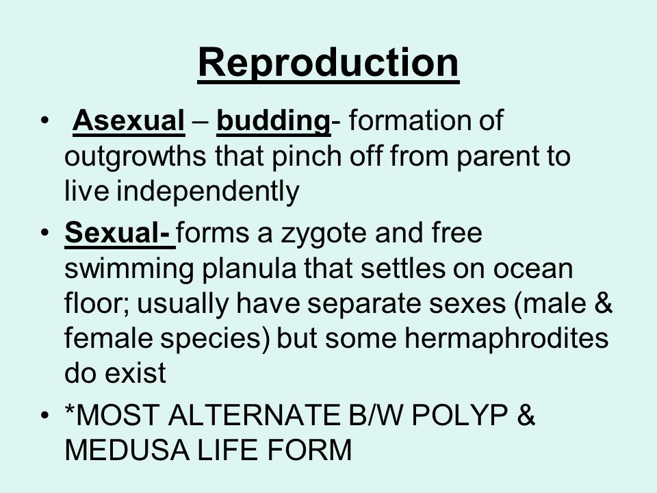Reproduction Asexual – budding- formation of outgrowths that pinch off from parent to live independently Sexual- forms a zygote and free swimming planula that settles on ocean floor; usually have separate sexes (male & female species) but some hermaphrodites do exist *MOST ALTERNATE B/W POLYP & MEDUSA LIFE FORM