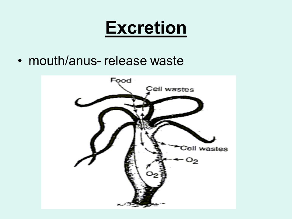 Excretion mouth/anus- release waste