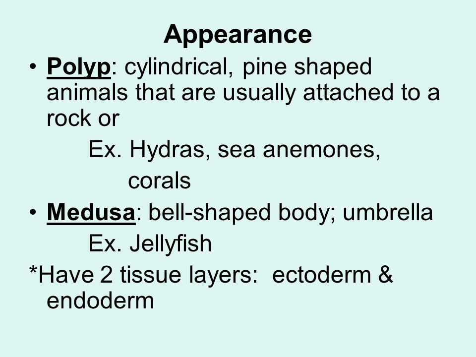 Appearance Polyp: cylindrical, pine shaped animals that are usually attached to a rock or Ex.