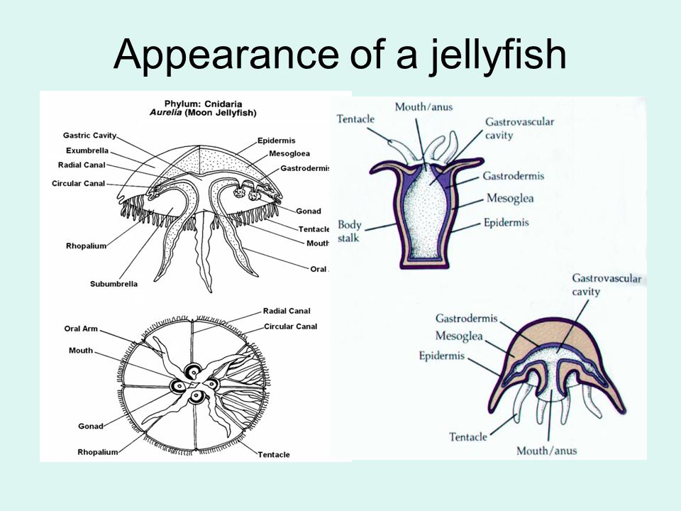 Appearance of a jellyfish