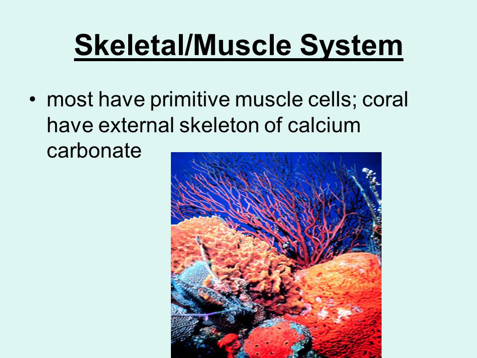 Skeletal/Muscle System most have primitive muscle cells; coral have external skeleton of calcium carbonate