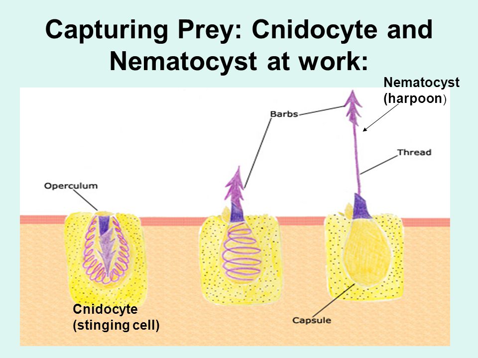 Capturing Prey: Cnidocyte and Nematocyst at work: Cnidocyte (stinging cell) Nematocyst (harpoon )