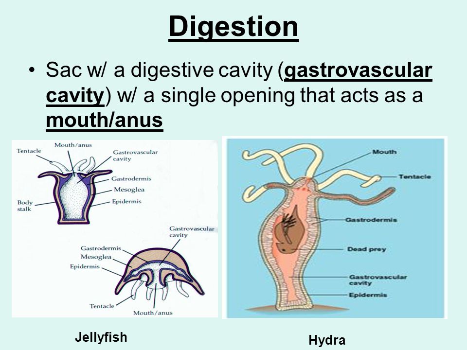 Digestion Sac w/ a digestive cavity (gastrovascular cavity) w/ a single opening that acts as a mouth/anus Jellyfish Hydra